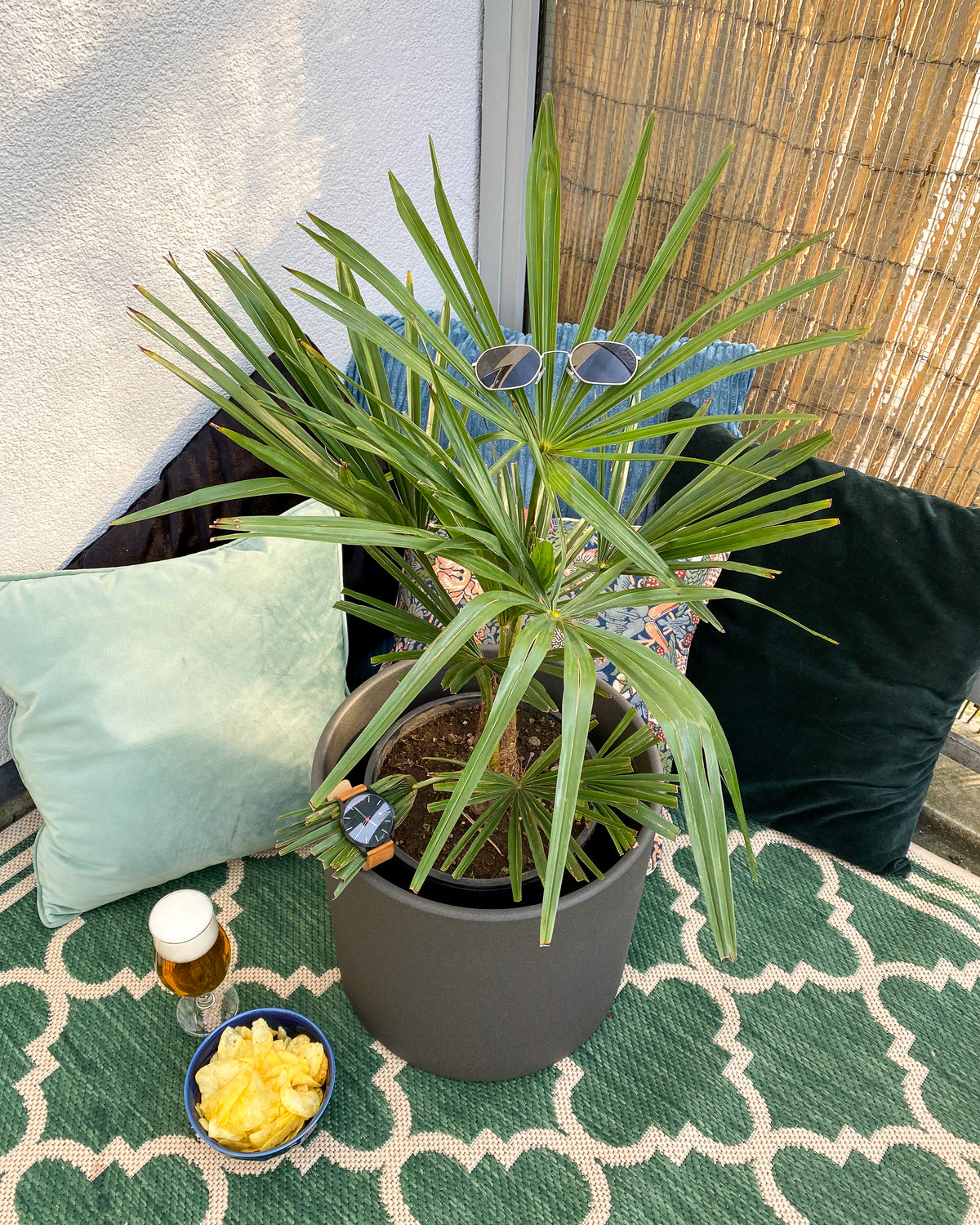 Trachycarpus fortunei (Chinesische Hanfpalme) inspiratie 2