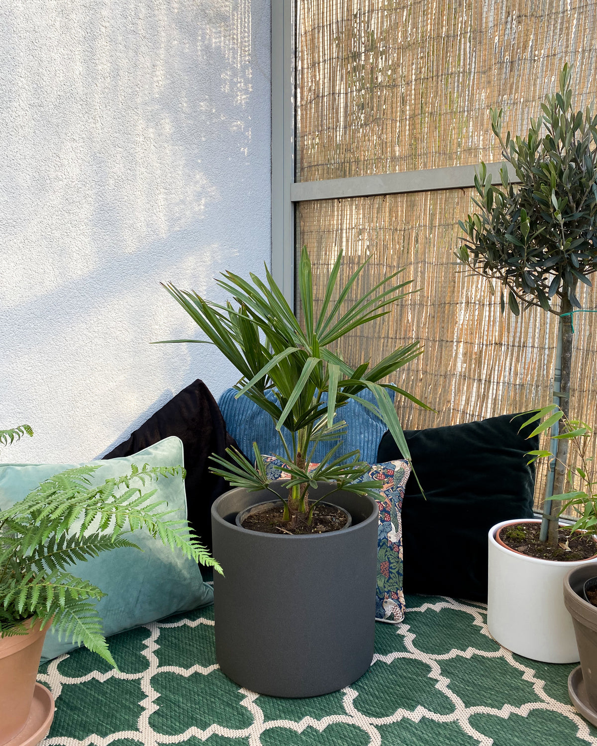 Trachycarpus fortunei (Chinesische Hanfpalme) inspiratie 1