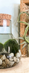Marimo Mooskugel Aquarium kaufen? Alfie Plantsome