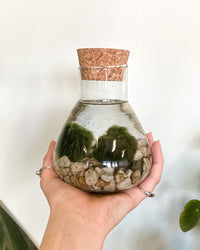 mooskugeln aufbewahren Marimo Mooskugel Aquarium kaufen? | Alfie