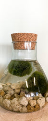 Marimo Mooskugel Aquarium kaufen? Alfie Plantsome
