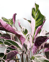 inspiratie-3