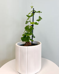 inspiratie-1