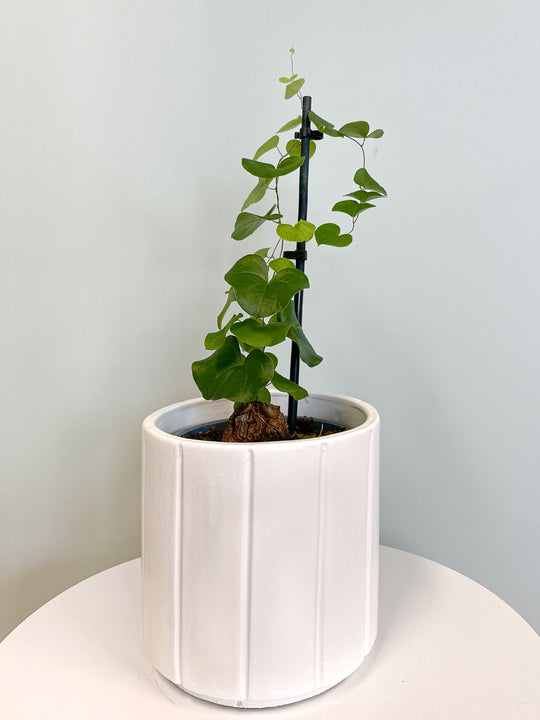 inspiratie