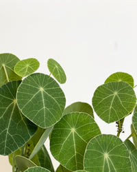 inspiratie-1