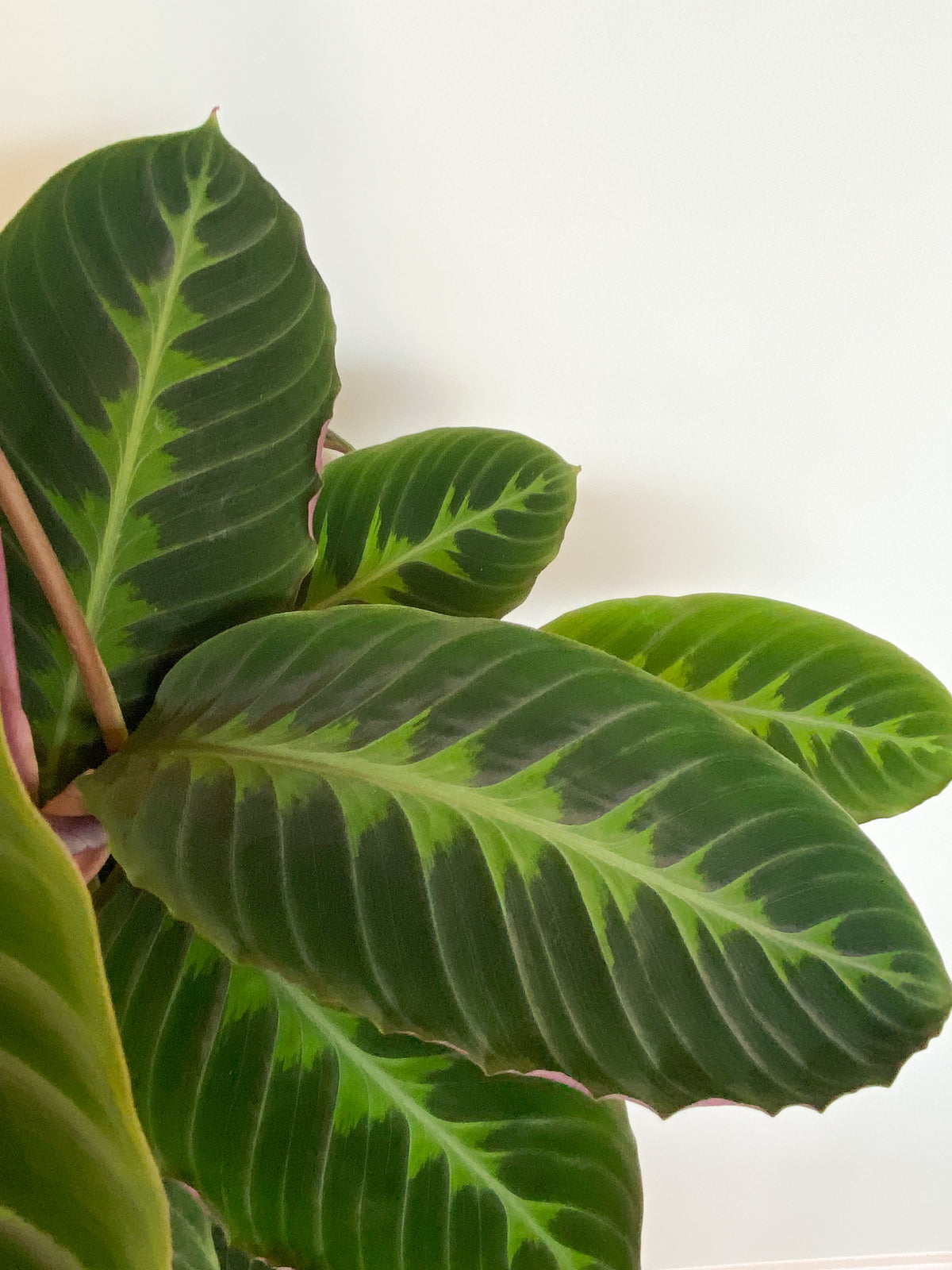 Calathea warscewiczii (Korbmarante) (M) inspiratie 4