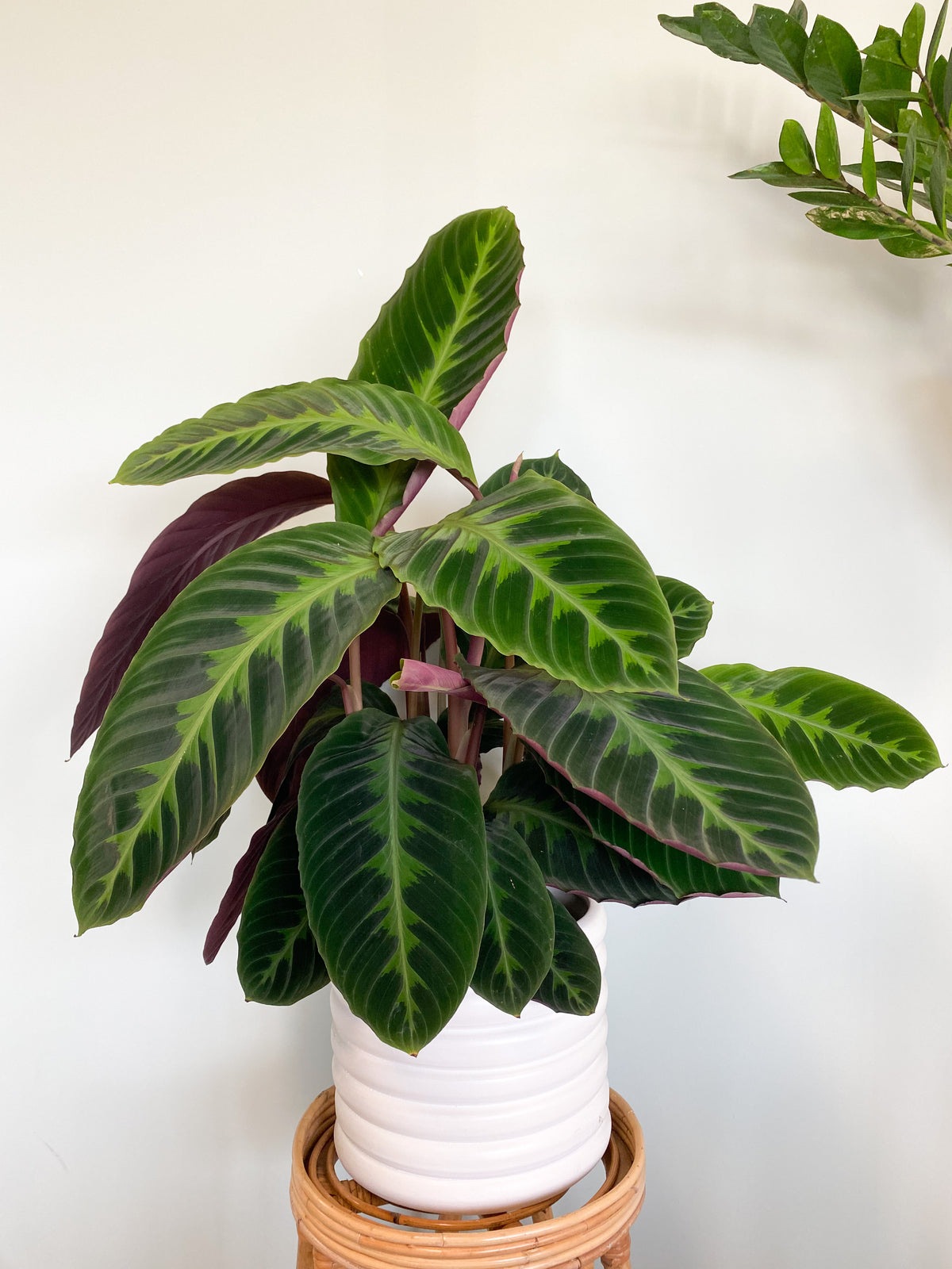 Calathea warscewiczii (Korbmarante) (M) inspiratie 1