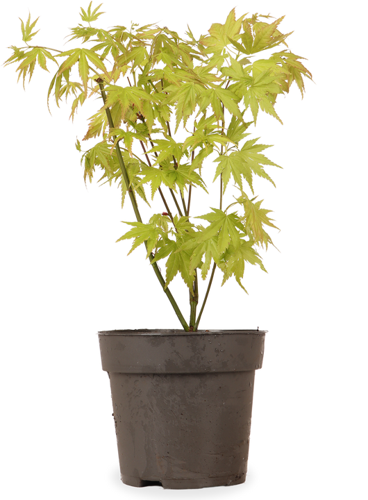 Acer palmatum (Japanischer Fächerahorn) (S)