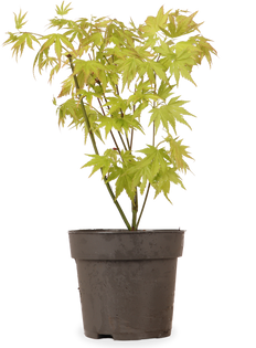 Acer palmatum (Japanischer Fächerahorn) (S)