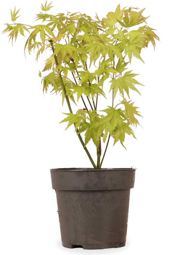 Acer palmatum Orange (Japanischer Fächerahorn) kaufen