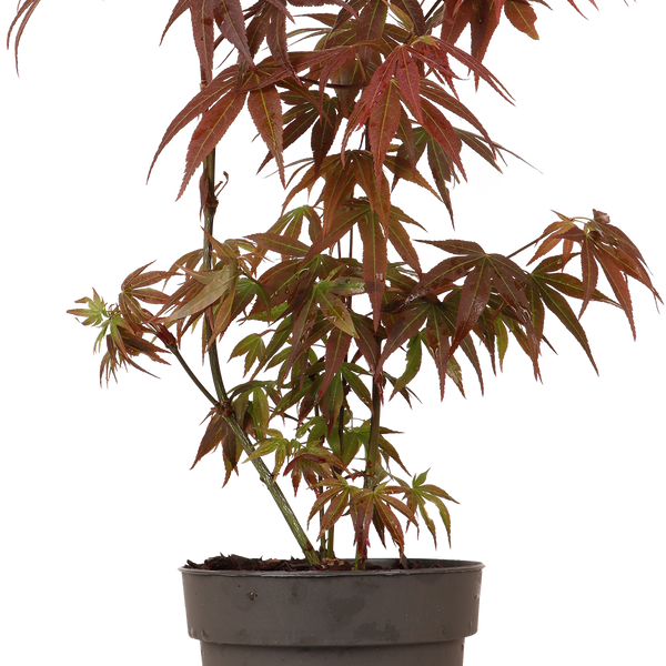 japanische zimmerpflanzen Acer Palmatum Rot (Japanischer Fächerahorn) kaufen