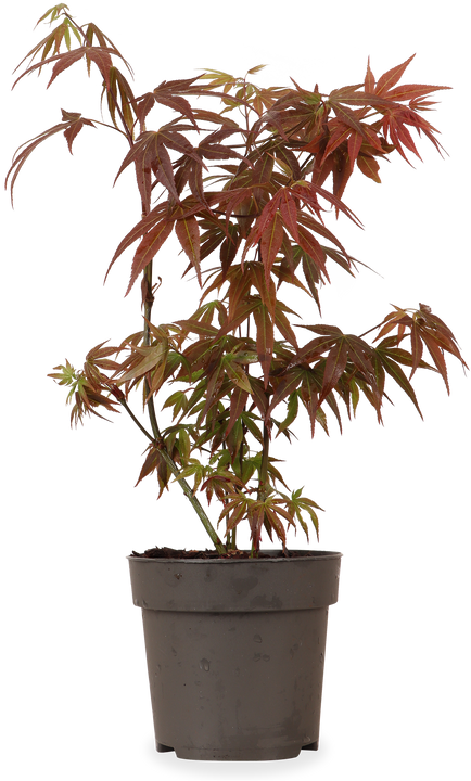 Acer palmatum (Japanischer Fächerahorn) (S)