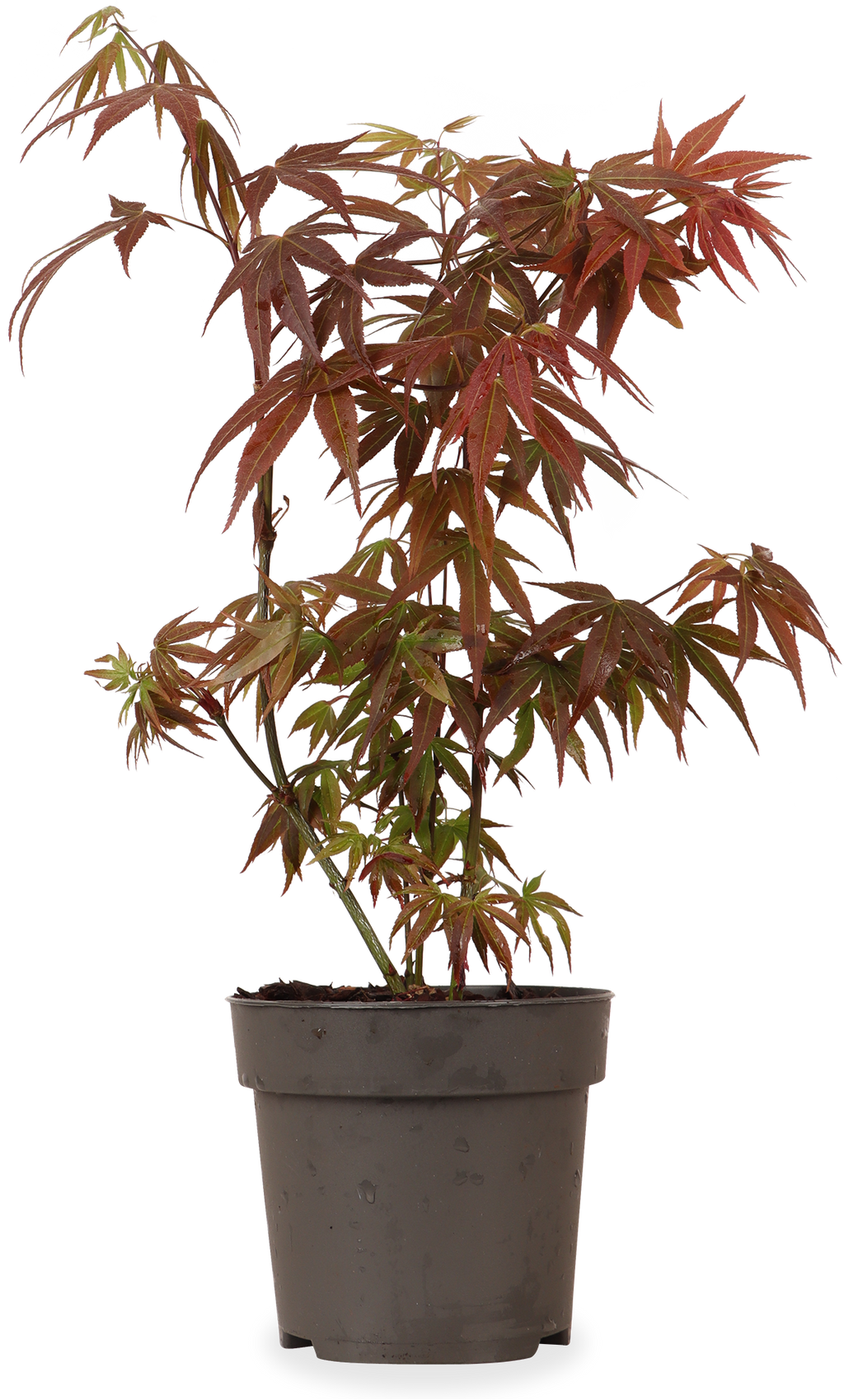 Acer Palmatum Rot (Japanischer Fächerahorn) kaufen