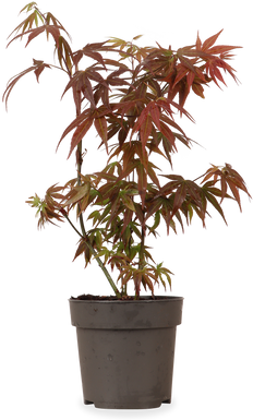 Acer palmatum (Japanischer Fächerahorn) (S)