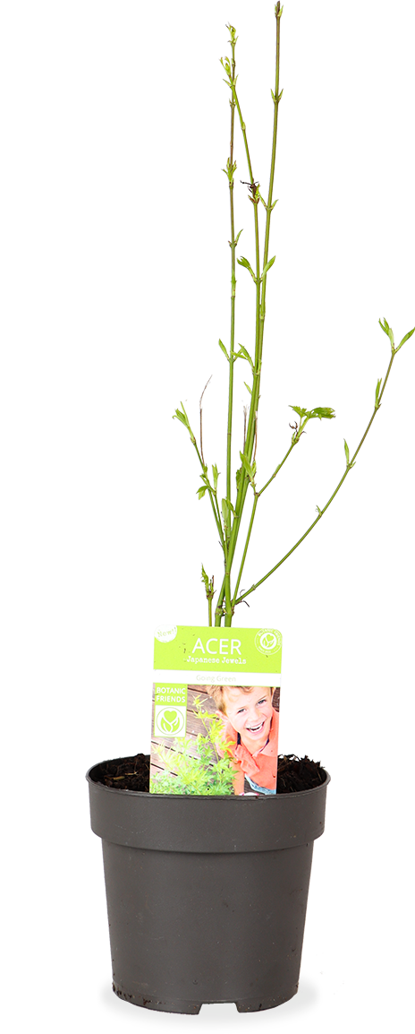 Acer palmatum Grün (Japanischer Fächerahorn) kaufen