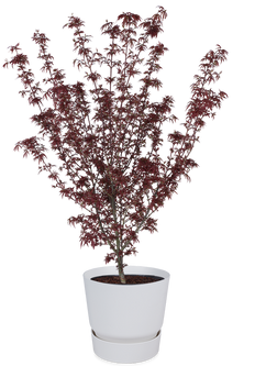 Acer palmatum (Japanischer Fächerahorn) (XL)
