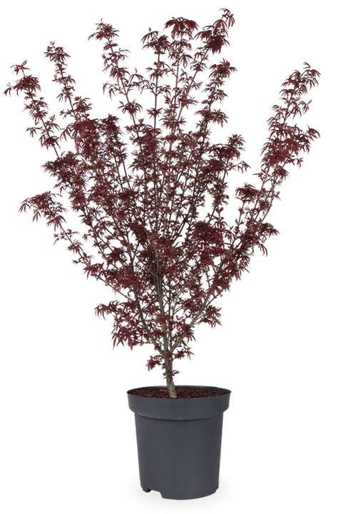 Acer palmatum (Japanischer Fächerahorn) (XL)