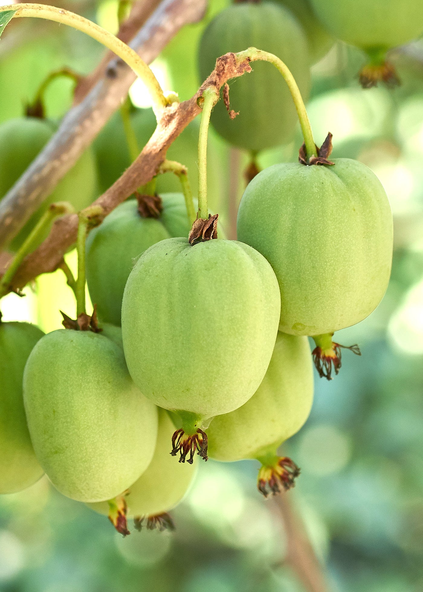 Kiwibeere (Actinidia issai) inspiratie 1