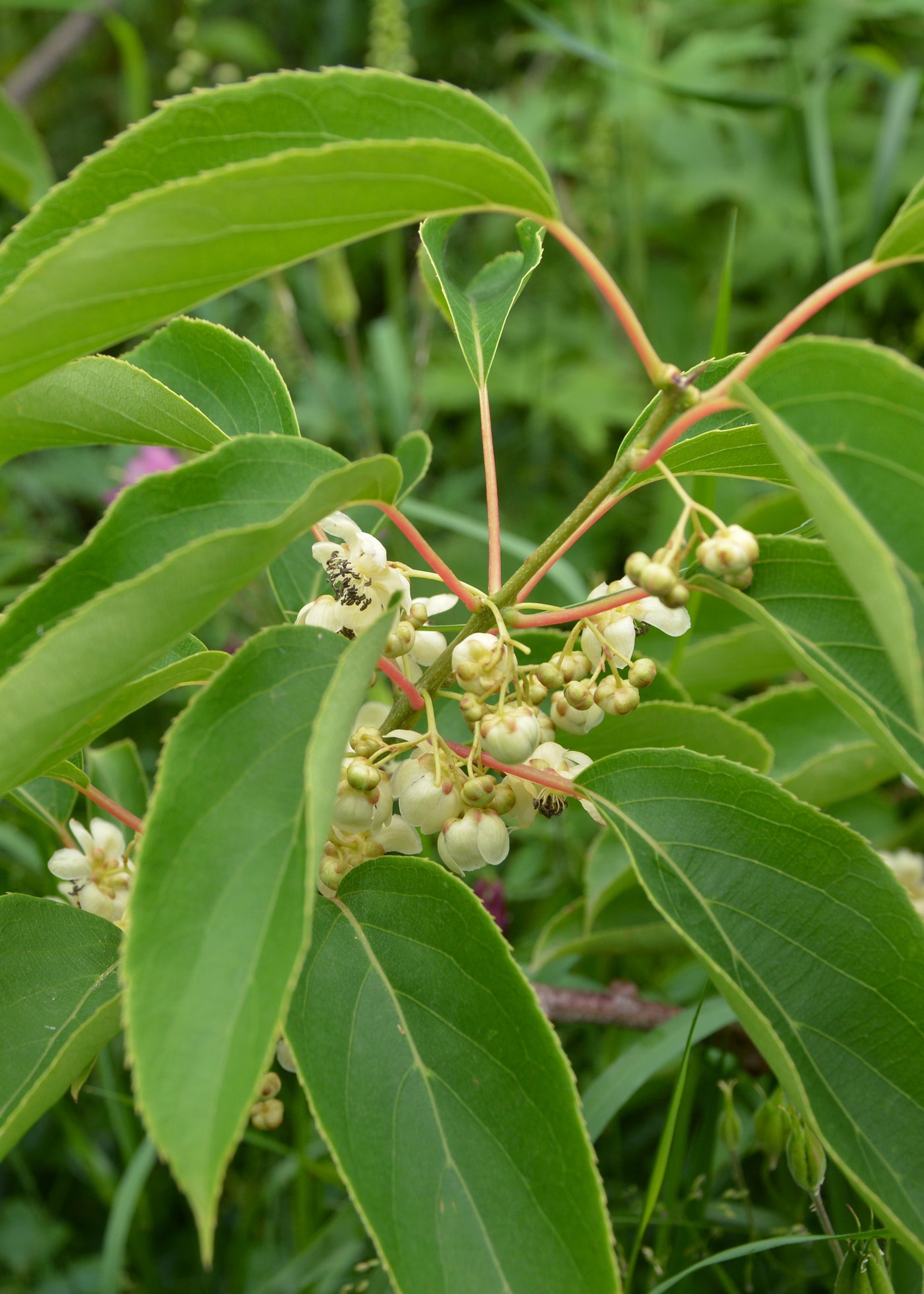 Kiwibeere (Actinidia issai) inspiratie 3