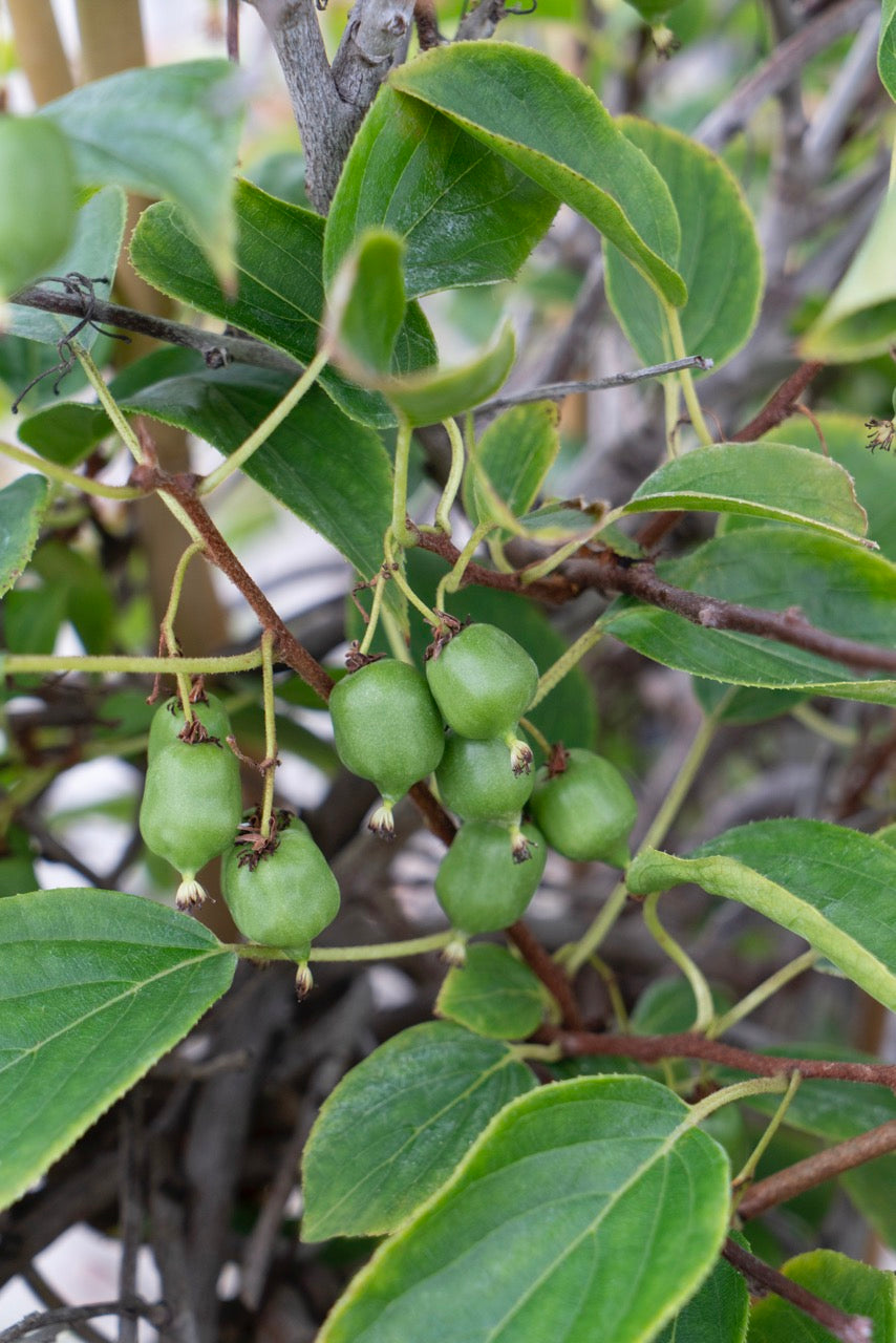 Kiwibeere (Actinidia issai) inspiratie 4