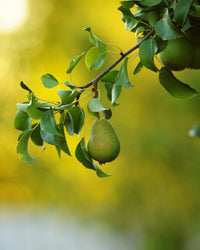 inspiratie-2
