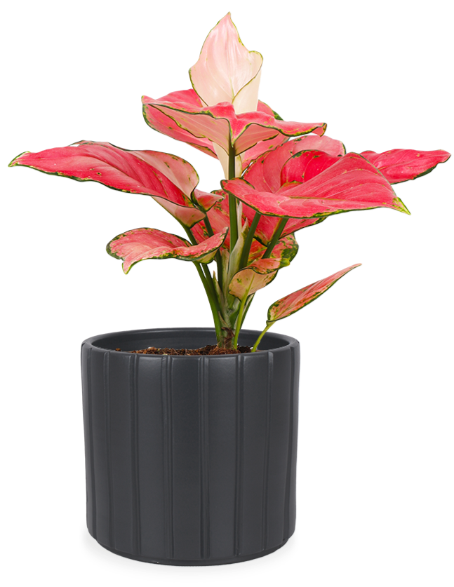 Aglaonema pink star (Kolbenfaden)(S) kaufen Plantsome