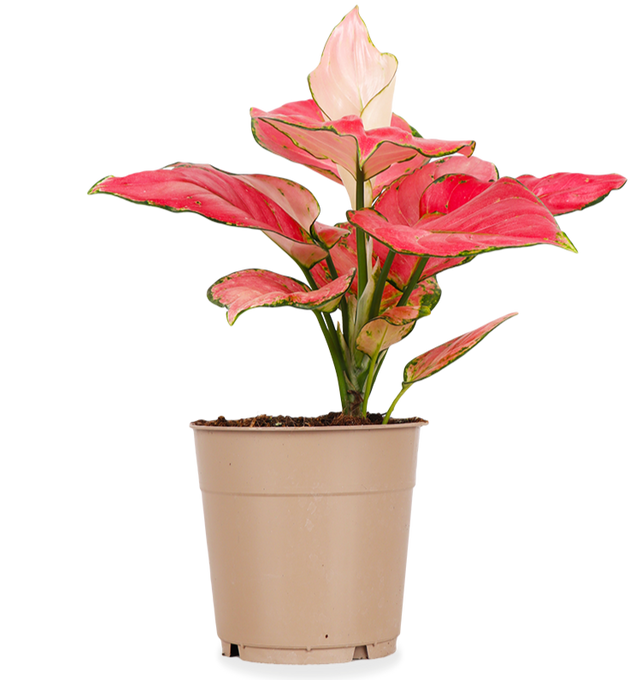 aglaonema kaufen Aglaonema pink star (Kolbenfaden)(S) kaufen