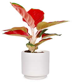 Aglaonema red star (Kolbenfaden) (S)