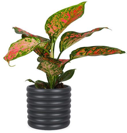 Aglaonema spotted star (Kolbenfaden) (S)