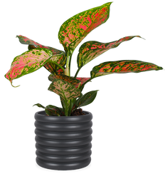 Aglaonema spotted star (Kolbenfaden) (S)