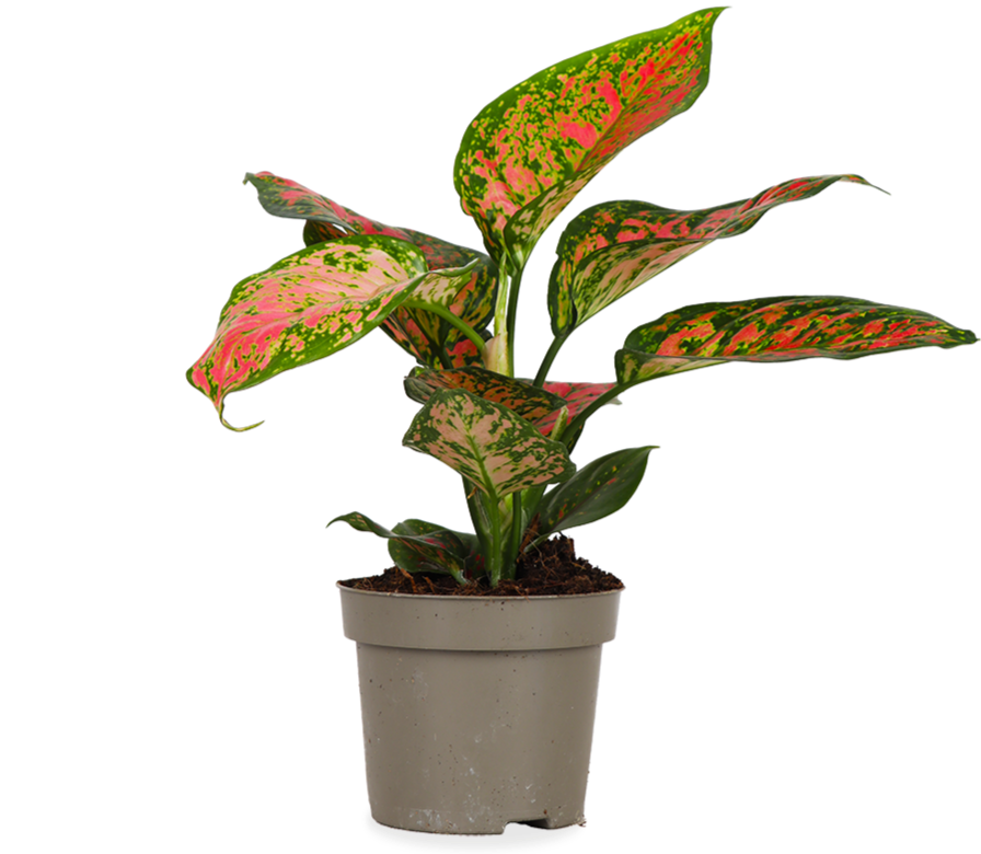Aglaonema spotted star (Kolbenfaden) (S)