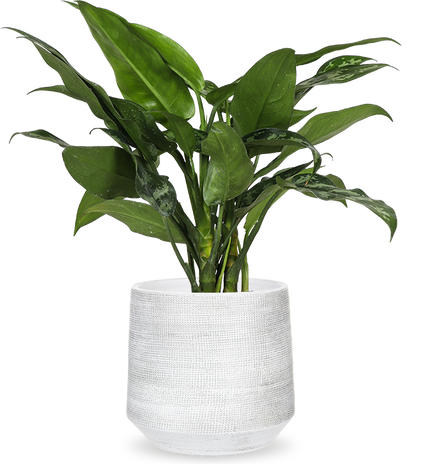 Aglaonema maria (Kolbenfaden)
