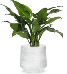 Aglaonema maria (Kolbenfaden)