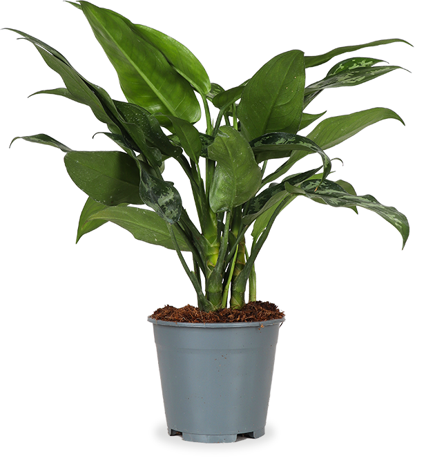 Aglaonema maria (Kolbenfaden)