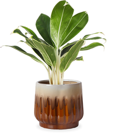 Aglaonema white lime (Kolbenfaden) (S)