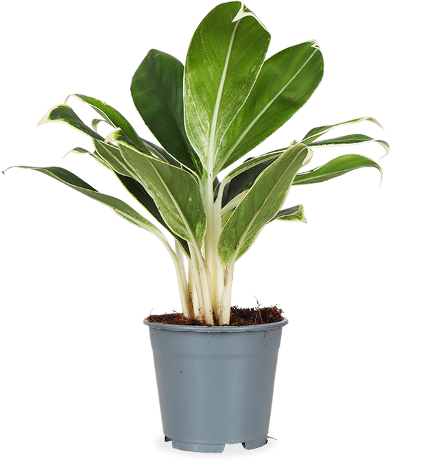 Aglaonema white lime (Kolbenfaden) kaufen