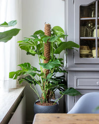 Monstera Pertusum (Fensterblatt) kaufen? | Alfredo