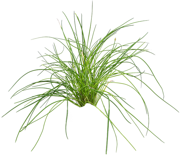 Schnittlauch (Allium schoenoprasum)  Plantsome