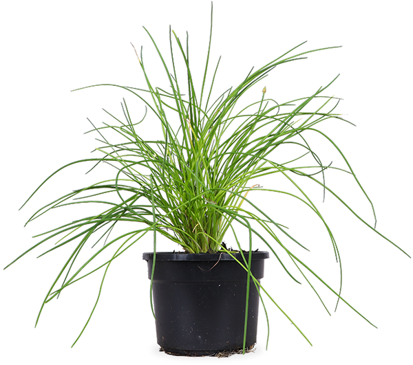 Schnittlauch (Allium schoenoprasum) – Plantsome