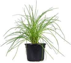 Schnittlauch (Allium schoenoprasum)