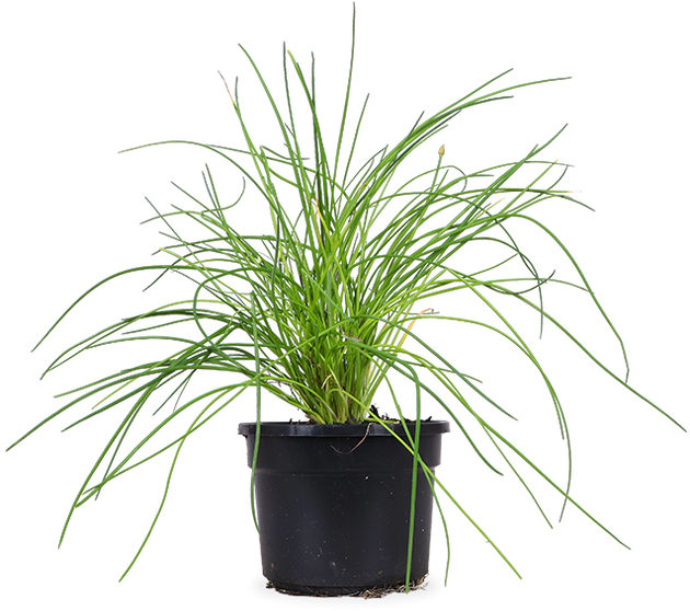 Schnittlauch (Allium schoenoprasum) – Plantsome