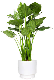 Alocasia cucullata (Elefantenohr) (L)