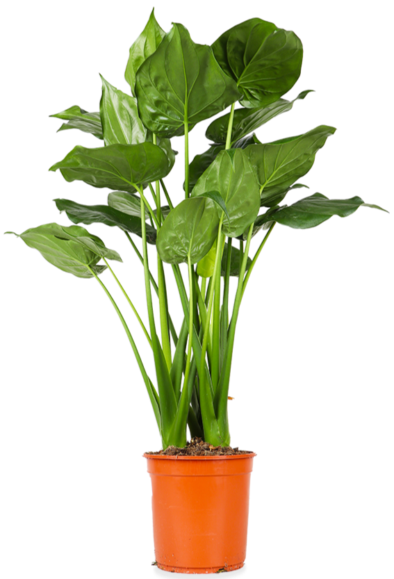Alocasia Cucullata (Elefantenohr) kaufen? | Timber