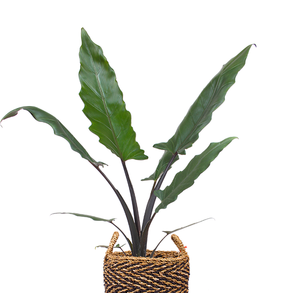 Alocasia Lauterbachiana (Pfeilblatt) kaufen? | Gino | Plantsome