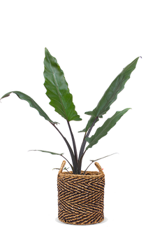 Alocasia lauterbachiana (Pfeilblatt)