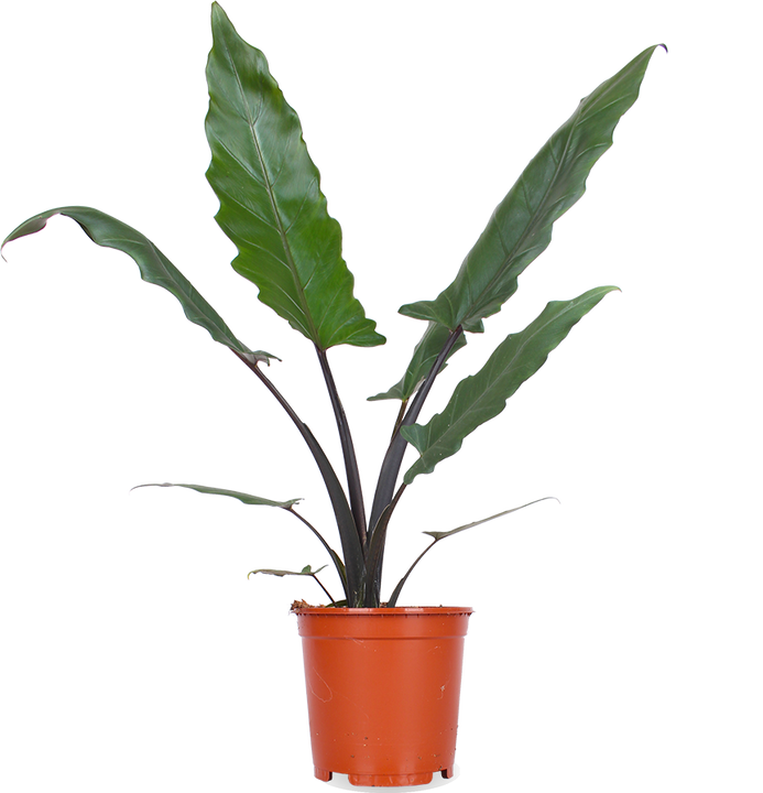Alocasia lauterbachiana (Pfeilblatt)
