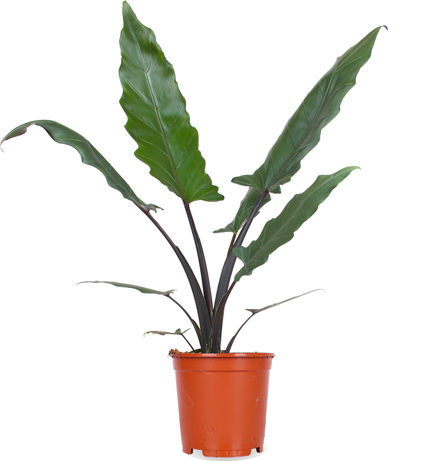 Alocasia lauterbachiana (Pfeilblatt)