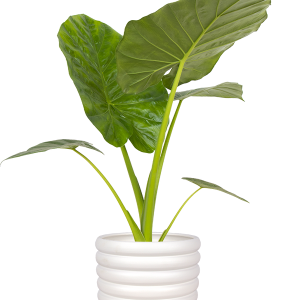 Alocasia macrorrhiza (Elefantenohr) kaufen