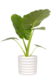 Alocasia macrorrhiza (Pfeilblatt)