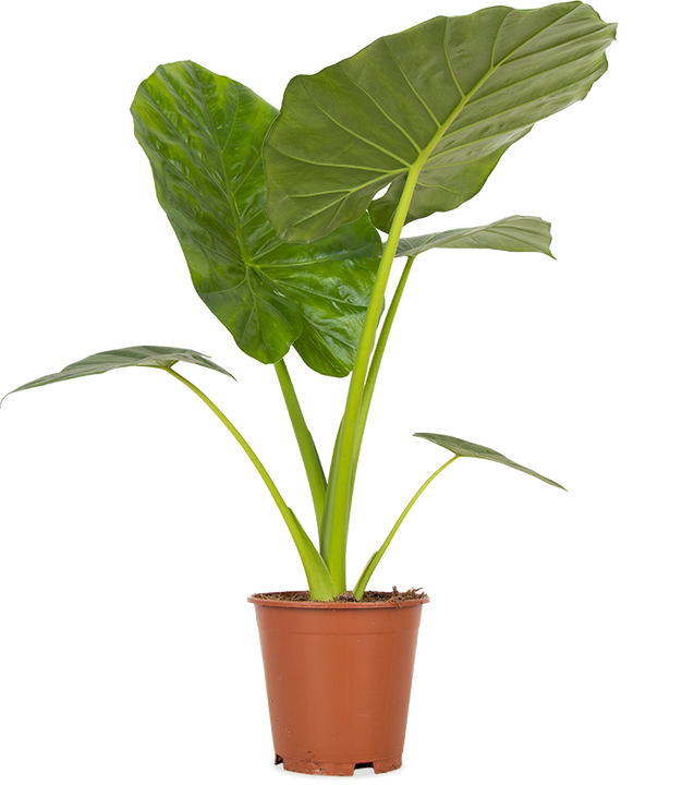 Alocasia macrorrhiza (Pfeilblatt)